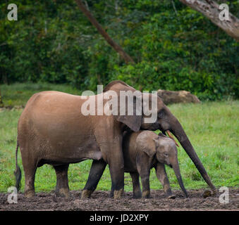 Elefant mit Baby. Zentralafrikanische Republik. Republik Kongo. Dzanga-Sangha Sonderreserve. Stockfoto