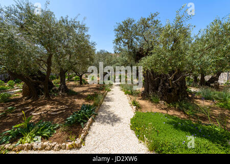 Alte Olivenbäume im Garten Getsemani am Ölberg in Jerusalem. Der Garten Gethsemane befindet sich neben der Kirche aller Nationen Stockfoto