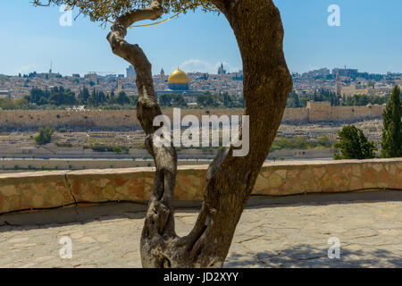Panoramablick auf Jerusalem Altstadt und dem Tempelberg, Kuppel des Felsens und Al Aqsa Mosque aus dem Ölberg in Jerusalem Stockfoto