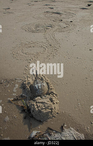 Atlantische Pfeilschwanzkrebse (Limulus Polyphemus) und die Krabben kommen an Land, bei Flut, Delaware Bay, New Jersey zu züchten, diese Paarung ist ein Stockfoto