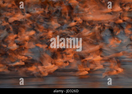 lachende Möwen (Leucophaeus Atricilla), fliegen nach der Fütterung auf den Horseshoe Crab Eiern, Delaware Bay, New Jersey Stockfoto