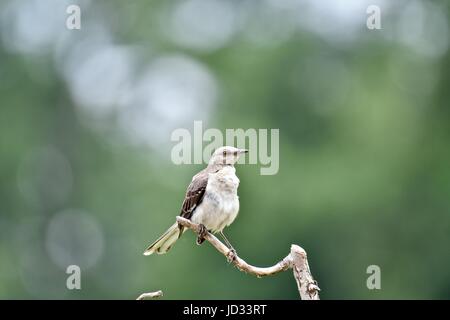 Nördliche Spottdrossel (Mimus Polyglottos) thront auf einem Ast Stockfoto