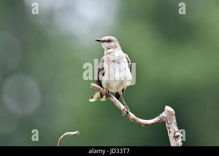 Nördliche Spottdrossel (Mimus Polyglottos) thront auf einem Ast Stockfoto