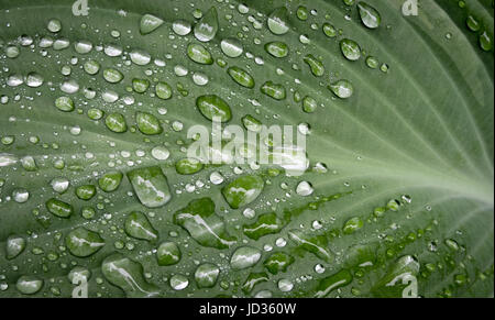 Wassertropfen auf einem Hosta Blatt Stockfoto