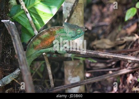 Parsons Chamäleon jagen einer Grille (Calumma Parsoni), Ranomafana, Madagaskar Stockfoto