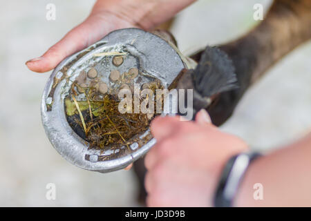 Klauenpflege auf einem braunen Pferd Bein Stockfoto