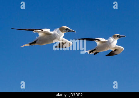 Basstölpel (Morus Bassanus) während des Fluges am Cape St. Mary's Ecological Reserve, Cape St. Mary's, Avalon Halbinsel, Neufundland, Kanada Stockfoto