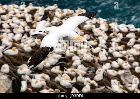 Basstölpel (Morus Bassanus) während des Fluges am Cape St. Mary's Ecological Reserve, Cape St. Mary's, Avalon Halbinsel, Neufundland, Kanada Stockfoto