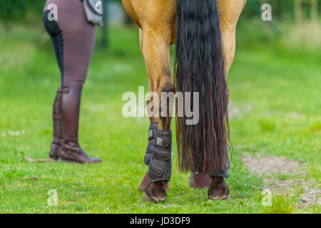 Heck von einem braunen Pferd mit einer Reiterin Stockfoto