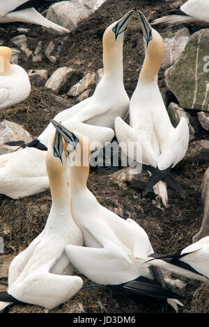 Nördlichen Basstölpel (Morus Bassanus) Balzverhalten bei Cape St. Mary's Ecological Reserve, Cape St. Mary's, Avalon Halbinsel, Neufundland, Kanada Stockfoto