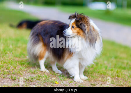 Shetland sheepdog schaut auf der Seite Stockfoto