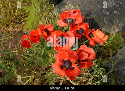 Mohnblumen in Comox Marina, Comox Comox Valley, Vancouver Island, British Columbia Kanada Stockfoto