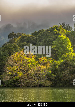 grünen Wald innerhalb des Rajjaprabha Dam in Kho Sok Nationalpark das größte Regenwald-Nationalpark in Thailand Stockfoto