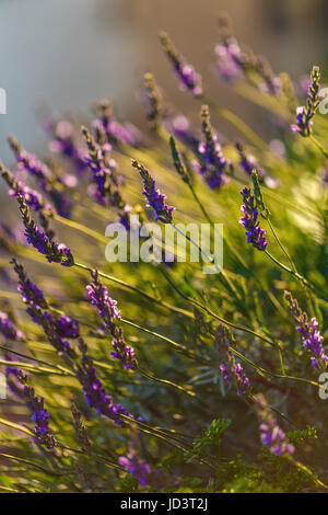 Blühender Lavendelfeld Lavendel im Sonnenlicht Stockfoto