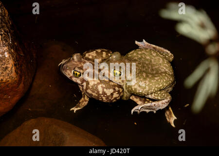 die Couch katzenähnliche, Scaphiopus Coucii, Paarung nach Sommer regnet, Sonora-Wüste Arizona Stockfoto