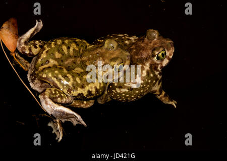 die Couch katzenähnliche, Scaphiopus Coucii, Paarung nach Sommer regnet, Sonora-Wüste Arizona Stockfoto