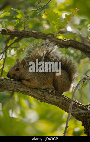 Östlichen Fuchs Eichhörnchen (Sciurus Niger), NewYork Stockfoto
