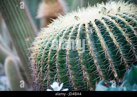 Nahaufnahme von Globus-förmigen Barrel cactus Stockfoto