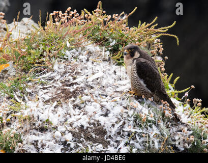 Wilde Wanderfalke (Falco Peregrinus) auf seine "zupfende Sims' auf Pembrokeshire coast Stockfoto