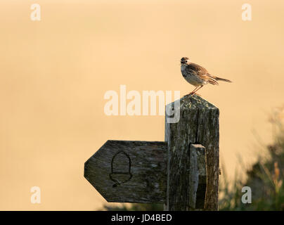 Eine Wiese Pieper (Anthus Pratensis) thront oben auf National Trail Wegweiser, Pembrokeshire Stockfoto