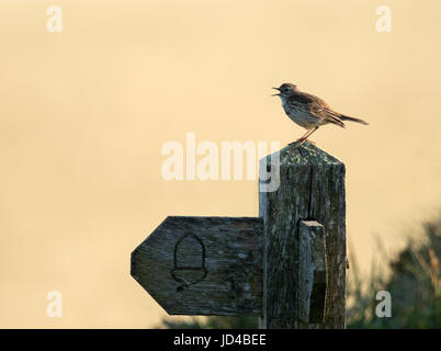 Eine Wiese Pieper (Anthus Pratensis) singt von oben der National Trail Wegweiser, Pembrokeshire Stockfoto