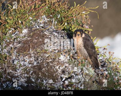 Wilde Wanderfalke (Falco Peregrinus) auf seine "zupfende Sims' auf Pembrokeshire coast Stockfoto