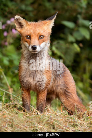 Eine neugierige junge Red Fox Cub (Vulpes Vulpes) seine Umgebung zu erkunden, am frühen Morgen, Pembrokeshire Stockfoto