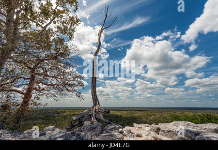 Mexikanischen Dschungel Panorama. Kalakmul Stockfoto