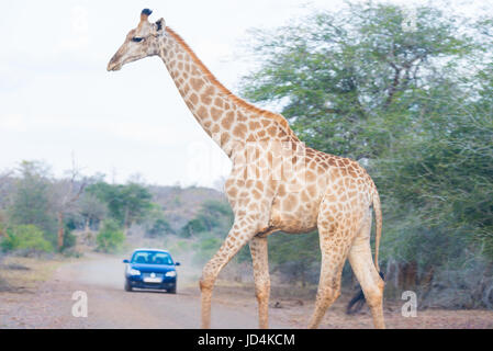 Beim Überqueren der Straße im Kruger National Park, große Giraffe Reiseziel in Südafrika. Safari Auto beobachten. Stockfoto