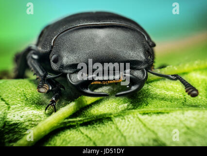 Junge Hirschkäfer (Lucanus Cervus) auf grünem Blatt Stockfoto