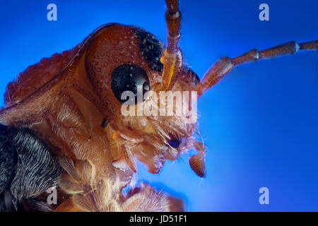 Leiter der Soldat Käfer (Cantharis Fusca) extreme Makro-Fotografie Stockfoto