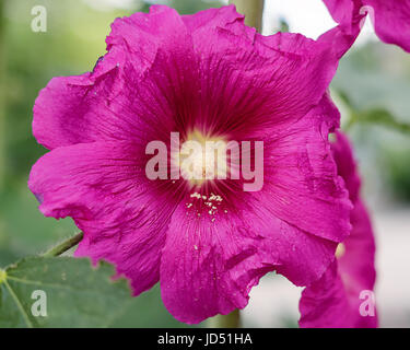 Nahaufnahme von rosa Stockrose, Alcea Rosea blühen wilde Blume Pflanze Stockfoto