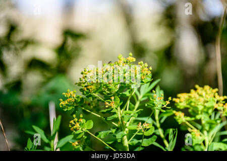 Die Zweige der Wildpflanze Brennnessel oder Brennnessel Urtica Dioica im Sommer Frühling Wiese Feld Stockfoto