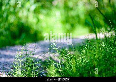 Die Zweige der Wildpflanze Brennnessel oder Brennnessel Urtica Dioica im Sommer Frühling Wiese Feld Stockfoto