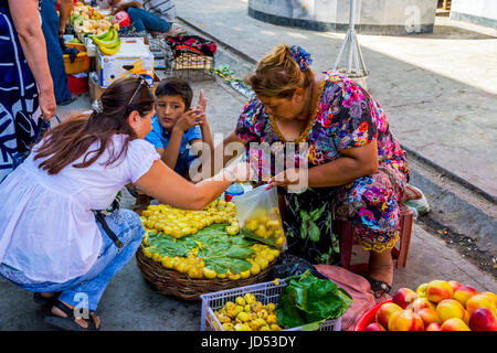 SAMARKAND, Usbekistan - 28 AUGUST: Frau Kommissionierung Reife gelben Feigen aus dem Korb am Siab Basar, den lokalen Markt in Samarkand. August 2016 Stockfoto