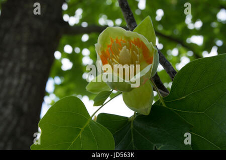 Liriodendron Tulipifera. Afrikanische Tulpe bekannt durch den Namen des Baumes. Weil die Blumen wie Tulpen aussehen Stockfoto