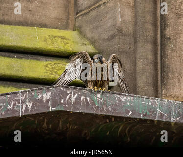 Peregrine Falcon Stockfoto