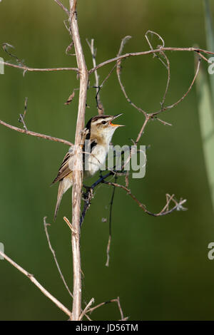 Schilfrohrsänger Acrocephalus Schoenobaenus singen, während in der Vegetation am Fluss gelegen Stockfoto