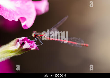 Große rote Damselfly, Pyrrhosoma Nymphula, Männlich, ruht auf Petunien Kopf Blume, Makro. Horizontale Ausrichtung Stockfoto