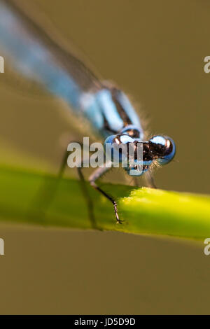 Gemeinsamen Blue Damselfly, Enallagma Cyathigerum, Erholung auf See. Extreme Makro Vorderseite Porträt, vertikale crop Stockfoto