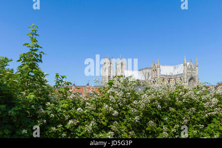 Beverley Minster flankiert durch Hecke in voller Blüte an einem feinen Sommermorgen mit strahlend blauem Himmel in Beverley, Yorkshire, Großbritannien. Stockfoto