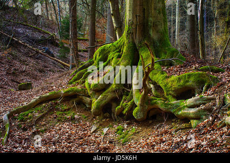 Surreale Märchen Kunst Fantasie Bild des gigantischen Wurzeln eines alten Baumes, moosbedeckten, geheimnisvollen Wald - phantastischen Realismus in der Natur Stockfoto