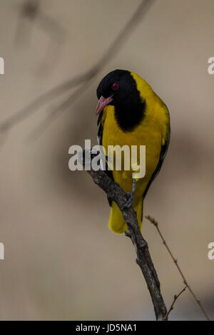 Black-Headed Oriole Stockfoto