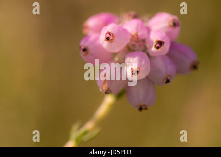 Glockenheide (Erica Tetralix) blüht. Rosa Blütenstand einer gemeinsamen Heidekraut Anlage von Mooren, Heide und Mooren Stockfoto