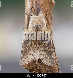 Hummer-Motte (Stauropus Fagi) von oben. Britische Wald Insekt in der Familie Notodontidae, in Ruhe mit Flügeln statt in charakteristischen Haltung Stockfoto