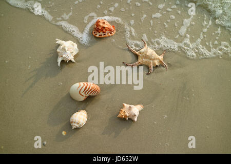 Viele Arten von schönen natürlichen Muscheln am Strand, Thailand verstreut Stockfoto