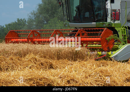 Getreide ernten mit Mähdrescher Stockfoto