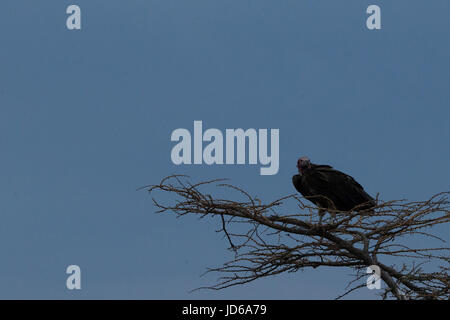 Ohrengeier konfrontiert Geier Stockfoto