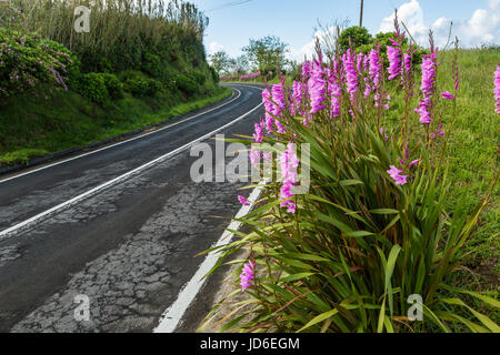 Blühende Wegränder auf der Insel Sao Miguel. Sao Miguel ist Teil des Azoren-Archipels. Stockfoto