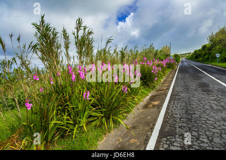 Blühende Wegränder auf der Insel Sao Miguel. Sao Miguel ist Teil des Azoren-Archipels. Stockfoto